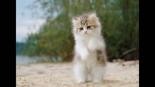 Fluffy cat dancing on the beach