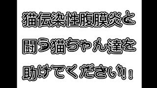 【FIP】という難病と闘う猫ちゃん達を助けて下さい🙇‍♂️