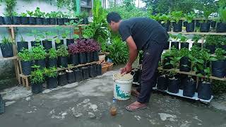 Berkebun di halaman mungil pagi hari