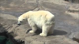 2015年9月20日　王子動物園　ホッキョクグマ　ミユキ