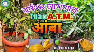 वर्षभर लागणारे थाई ATM आंबा व रुमानी आंबा./All seasonal Thai / ATM Mango \u0026 Rumani  mango