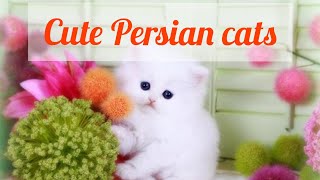 Persian cat babys.കിടിലൻ പൂച്ച കുഞ്ഞുങ്ങൾ