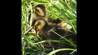 ひよこのもふもふ可愛い羽毛づくろい【カルガモ赤ちゃんの羽毛】duckling