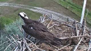 'C16' Fledges the Charlo Osprey Nest 2024 8 12