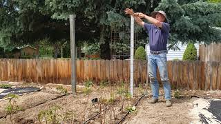 20200525 Planting Cucumbers Around A Tall Tomato Cage