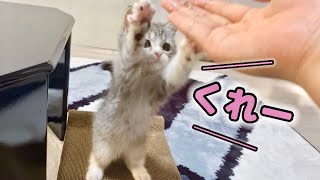 初めて鯖を食べた子猫の反応がこちらです…笑【スコティッシュフォールド】