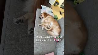 最近ママの湯たんぽをわざわざお尻につけて寝る犬🐶