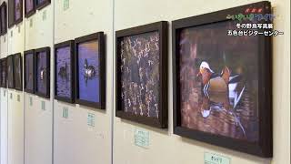 自然に生きる野鳥たちの姿を一望「冬の野鳥写真展」