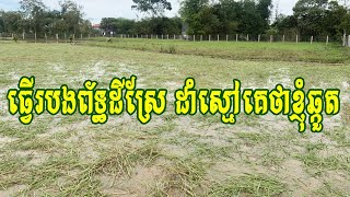 ខ្ញុំព័ទ្ធរបងដីស្រែ ដាំស្មៅគោគេថាខ្ញុំឆ្កួត | Para grass