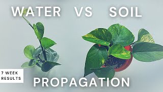 Water vs Soil Propagation: 7 Week Comparison with Pothos | Should I propagate in