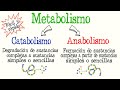 🍔¿Qué es el Metabolismo? Catabolismo y Anabolismo diferencias [Fácil y Rápido] | BIOLOGÍA | QUÍMICA