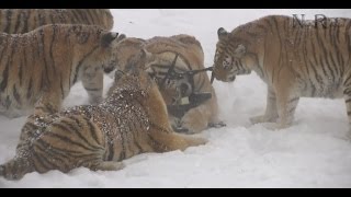 Fat Siberian Tigers Hunt Drone and Destroy it