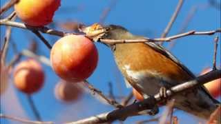 鳥のレストラン 　アカハラ、メジロなど　Brown-headed thrush