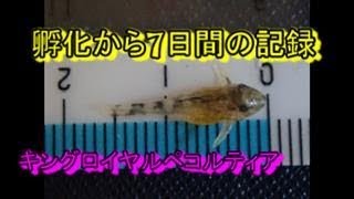 キンペコ孵化から全滅までの7日間の記録