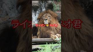 ある時の吠えるライオンネオ❤️とべ動物園