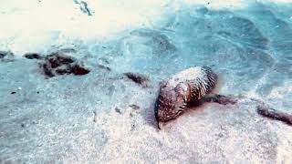 Cuttlefish at Fuente Playa de las Vistas, Tenerife