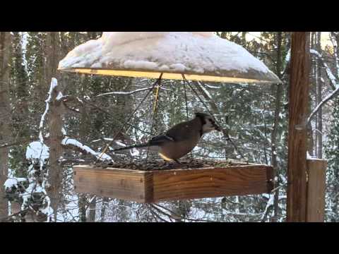 Blue jays Blue jays