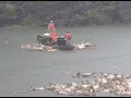 S China Region Uses Excavators to Help Bury Pigs Drowned in Flood