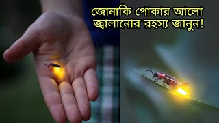 How to fireflies insects selffire|| জোনাকি পোকা কীভাবে আগুন জ্বালায়।