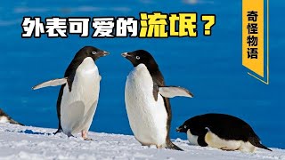 企鹅界的泥石流！阿德利企鹅，行走的衣冠禽兽｜世间放映厅