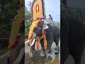 അവന്റെ ഒരു നോട്ടം ഉണ്ട് ആനപ്രേമി ❤️ shortsfeed elephant