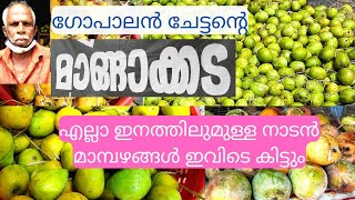 നാടൻമാങ്ങാക്കട | വിവിധ തരം മാങ്ങകൾ കച്ചിയിൽ വെച്ച് പഴുപ്പിച്ച് വിൽക്കുന്നു | Mango store