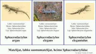 Matelijat, lahko suomumatelijat, heimo Sphaerodactylidae sphaerodactylus argus elegans reptilia