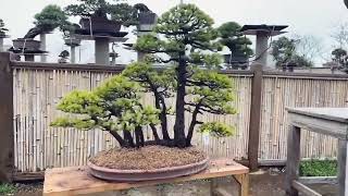 一本多杆进口那须五叶松，有喜欢的双击评论加关注 #bonsaitree #tree #bonsailovers