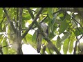 lesser cuckoo 小杜鵑