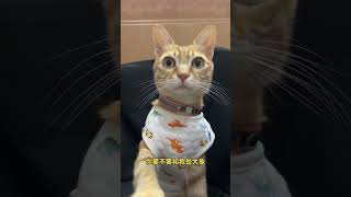 你要不要和我处对象！#猫咪 #可爱 #萌宠 #cat #catlover #catlife #catlovers #喵星人 #貓 #cats #catvideos