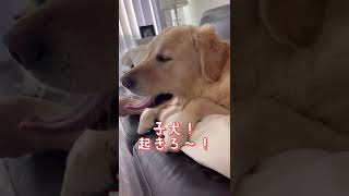 自己中な子犬に振り回される姉犬　#shorts #ゴールデンレトリバー仔犬