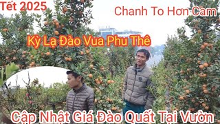 Chơi Xuân Độc Lạ Nhất Việt Nam Với  Đào Tiến Vua Kiểu Lạ Và Chanh Lạ Tết Hà Nội 2025 -Happy New Year