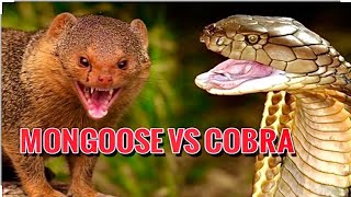 One mongoose kills a giant cobra,King Cobra Vs Mongoose