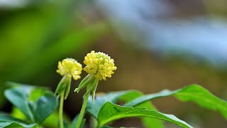 한국의 야생화 - 회리바람꽃(Anemone reflexa)