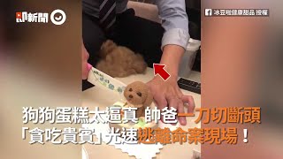 狗狗蛋糕太逼真 帥爸一刀切斷頭　 「貪吃貴賓」光速逃離命案現場！