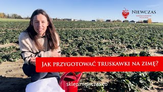 Jak przygotować truskawki na zimę 2024?