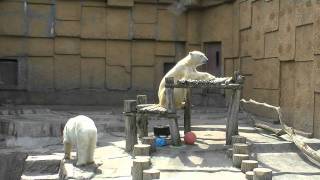 デナリとキャンディの昼下がり~Polar Bears