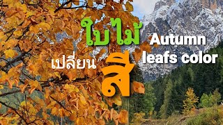 🍁🍂ใบไม้เปลี่ยนสี🍁🍂สองข้างทาง|🍁Autumn leaves color|Italy