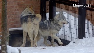 吹雪の中のオオカミたち~Wolves in snow