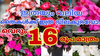 ചൈനീസ് ബോൾസം ചെടികൾ ഇത്ര വിലക്കുറവിൽ  ഇത് ആദ്യം 🤩😍🥰😱