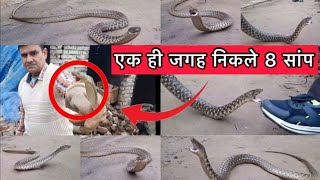 बाप रे ! इस घर मे इतने सांप