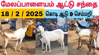 18 / 2 / 2025 / மேலப்பாளையம் ஆட்டு சந்தை #ஆடு #ஆட்டுசந்தை #கொடிஆடு #செம்மறிஆடு #goat #sheepmarket