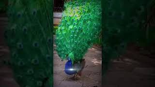 どのように美しい孔雀 |how beautiful peacock #shorts #peacock #birds