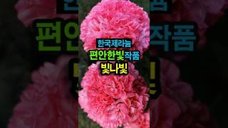 한국제라늄 K제라늄 편안한빛작품 빛나빛, 베란다가드닝, 제라늄키우기  #geranium #pelargonium