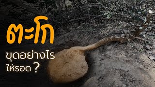 ขุดตะโกทำบอนไซอย่างไรให้รอด