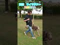 ワイマラナー訓練競技会に出る！ weimaraner ワイマラナー 訓練所