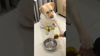 funny Labrador video#funnyvideo #funnydog#labrador #dog