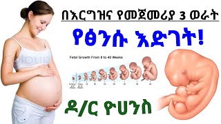 የእርግዝና የመጀመሪያ 3 ወራት/12 ሳምንታት የፅንስ እድገት| 1st trimester of fetal development