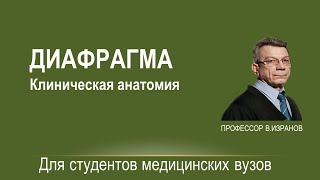 Клиническая анатомия диафрагмы