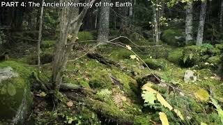 Earth’s Hidden Internet: The Alchemy of the Wood Wide Web